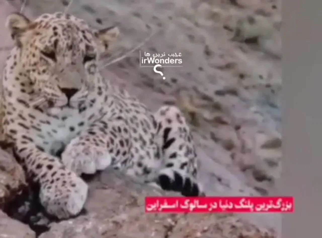 بزرگترین پلنگ ثبت شده در خراسان شمالی